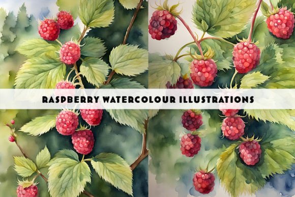 Infuse Your Designs with Raspberries Watercolour Illustrations